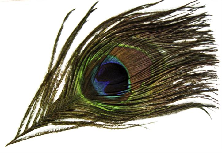 Peacock Feather From Baba Muktananda's Samadhi Shrine