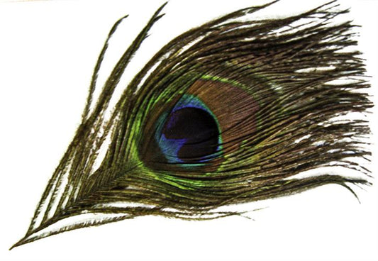 Peacock Feather From Baba Muktananda's Samadhi Shrine